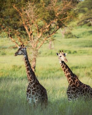 Miisa Rotola-Pukkila Instagram - GREKOVIT KRUISAA TANSANIASSA!🦒🌿🌍🐘🤩

Kotiuduttiin juuri uskomattomalta seikkailulta ja pian tekin pääsette mukaan Tansanian safarille meidän videosarjan kautta!😍 

Coming soon…🍿🤪 (sitä ennen meillä on armoton editointiurakka edessä, sillä matskua riittää!!!👩🏼‍💻👨🏻‍💻🥵)