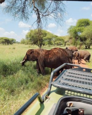 Miisa Rotola-Pukkila Instagram - GREKOVIT KRUISAA TANSANIASSA!🦒🌿🌍🐘🤩

Kotiuduttiin juuri uskomattomalta seikkailulta ja pian tekin pääsette mukaan Tansanian safarille meidän videosarjan kautta!😍 

Coming soon…🍿🤪 (sitä ennen meillä on armoton editointiurakka edessä, sillä matskua riittää!!!👩🏼‍💻👨🏻‍💻🥵)