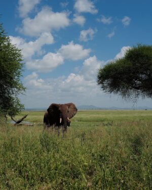 Miisa Rotola-Pukkila Instagram - Living the safari dream💭🌳🐆🐘☀️

Reissun ekassa kansallispuistossa Tarangiressa koettiin unohtumattomia safarielämyksiä: leopardi makoilemassa akaasiapuun oksalla, kirahvit paistattelemassa kauniissa iltavalossa ja yli 100 norsun lauma pulikoimassa porukalla!!!🥹

Yövyttiin safariteltassa ja näin niin jäätävän pelottavan valveunen, että sitä piti hetki hengitellä jälkeenpäin…😳 Siitä lisää videolla!

Grekovit kruisaa Tansaniassa osat 1 ja 2 nyt tubessa💚