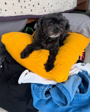 Molly C. Quinn Instagram - Been doing some great adventuring, only wish Miss Pikachu could travel everywhere with me!