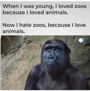 Nadia Jamil Instagram - Please help protect innocent animals you see suffering around you. We have made this world a terrible place for ourselves, other humans and them. But we can also choose to make it a kinder, safer and more loving place, for ourselves, other humans and animals. 

PLEASE.