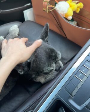 Nattasha Bunprachom Instagram - CAREFUL! Dogs in the car 🐶🐶
#justlikenew