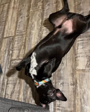 Patricia Parker Instagram - When you can’t possibly fit anymore dogs in your house full time, you do it part time. 

Pluto stayed with us as an overnight foster last night and gets picked up to go to his furever home this morning 🐾 

Pluto is 10 months old, was scheduled for euthanasia due to overcrowding , and saved by a rescue hours from his “kill time”. He’s been traveling all the way from College Station, TX over the past 48 hours to get to his new mom and dad 🚗