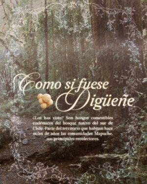 Princesa Alba Instagram - Como si fuese digüeñe ִֶָ𓂃 ࣪ ִֶָ 🍄‍🟫💗 a veces es necesario y bonito dar espacio para enaltecer nuestra fauna, flora y fungi. 

Los invito a reforestar nuestro bosque nativo haciendo tu aporte en @fundacionreforestemos @cultiva_reforestacion 

Mua: Humberto Moya @humbertomoyav 
Hair: Héctor Cornejo @hc.concept 
Nails: Isidora Castillo @palasgatasgarras 
Fotos por: Diego Escalante @diegoescap 
Dirección creativa y diseño: Matías Hernán @matias_hernan

Diseño gráfico Edits Instagram: @renadrago 
Cm: @hotdogmammi 
Textos by @sergiosotomaulen 
Entrevistas by @daniriquelmer_ y yop
Entrevistados : @chef_mapuche @quucho 
Mgmt: @armonicabm & @hey.inaa 

Moldería y desarrollo: Matías PEZOA @m4.t1 
Dirección de confección: Lien González @volcanesdementira 
Confeccionistas:
Fernanda Brücher @frbrucher 
Mayza Sarras @mayzasarras_ 
Valentina Piña @vltinapb 

COLABORADORES
The Glass Lab @theglasslab.cl 
Buló @bulodise 
Futureal Moda Digital @futurealclub 
Creativa Taller @creativa.taller
Zapatos by @stevemaddencl