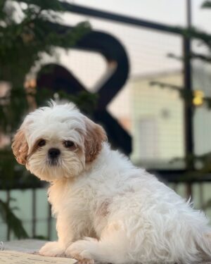 Reshma Venkatesh Instagram - Happiest here 🤍

@meena_cruze ♾️
@cheeso_theloveicon 🐾 @kavi_pretty 💕