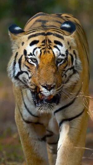 Sadha Instagram - The mighty HIM! Does he need introduction? 

Do you know? 

Tiger paws are formidable and specialized tools, optimized for their role as apex predators. Notably, their forepaws are larger than their hind paws. Retractable claws provide a sharp, hooked grip, ideal for hunting, securing prey, and climbing trees. The cushioned paw pads enable silent movement, while their soft texture minimizes noise, enhancing stealth.

A notable adaptation is the slight webbing between the toes, particularly in species like the Bengal tiger, which facilitates swimming and underscores their adaptability to diverse environments. Collectively, these features make tiger paws highly specialized for hunting, climbing, and navigating varied terrains.

Shot in @nikonindiaofficial Z8 w/ 400mm f/4.5mm 

#sadaawildlifephotography #sadaawildstories #tigersofindia #savetigers #tigerpaw #tadoba #tigersoftadoba #chotamatka