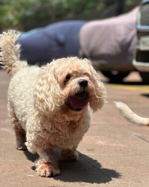 Sambhavna Seth Instagram - Our hearts are shattered… Cherry, our daughter, our angel, our everything, has left us. 💔
She fought so bravely till the very end. We did everything we could, held onto hope, prayed, and stayed by her side. But sometimes, love isn’t enough to keep them with us.
In her final moments, she looked at us as if trying to say something. We held her close… she opened her mouth a few times, and then… she left. Peacefully. Silently. Taking a part of us with her.

She was 16 but she gave us a lifetime of love. More than we took care of her, she took care of us. The house feels empty. Our hearts feel hollow. We can’t believe she’s gone. 💔

We gave her a farewell with all the love in the world, with prayers, and with her favorite balls, just the way she would have wanted.

To everyone who loved Cherry, we know this is hard for you too. All we can pray for is that, in her next life, she chooses us again.

Cherry, our baby, you will always be with us. 🕊️🌈
Please keep her in your prayers. May her soul rest in peace. ❤️