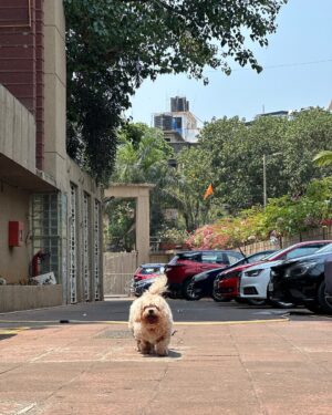 Sambhavna Seth Instagram - Our hearts are shattered… Cherry, our daughter, our angel, our everything, has left us. 💔
She fought so bravely till the very end. We did everything we could, held onto hope, prayed, and stayed by her side. But sometimes, love isn’t enough to keep them with us.
In her final moments, she looked at us as if trying to say something. We held her close… she opened her mouth a few times, and then… she left. Peacefully. Silently. Taking a part of us with her.

She was 16 but she gave us a lifetime of love. More than we took care of her, she took care of us. The house feels empty. Our hearts feel hollow. We can’t believe she’s gone. 💔

We gave her a farewell with all the love in the world, with prayers, and with her favorite balls, just the way she would have wanted.

To everyone who loved Cherry, we know this is hard for you too. All we can pray for is that, in her next life, she chooses us again.

Cherry, our baby, you will always be with us. 🕊️🌈
Please keep her in your prayers. May her soul rest in peace. ❤️