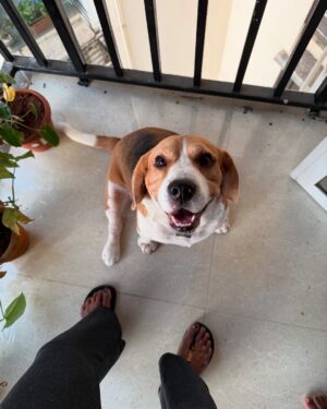 Santoshi Shetty Instagram - In and around Mumbai ☕️☀️🫂🐶🪄