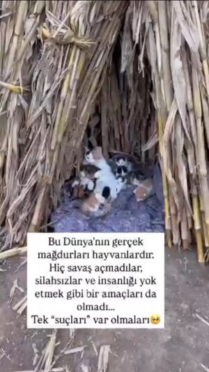 Selda Alkor Instagram - Allahım sen bu canlara yardımcı ol😪