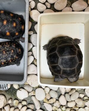 Sheryl Sheinafia Instagram - saying farewell not goodbye (cause he's NOT dead) to my tortoise of many years feels like the end of an era. you've been with me through every house move, adapting to each new corner we called home. a quiet, steady presence in my life, you’ve seen it all my tiny dinosaur. wishing you all the love and comfort in your new adoptive home — may you continue to bring joy and calm to those around you buddy!!! thank you for being part of my journey, Indi. 🥹🐢💛🦖