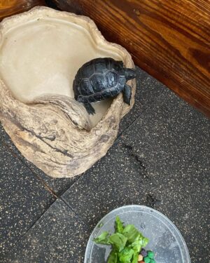 Sheryl Sheinafia Instagram - saying farewell not goodbye (cause he's NOT dead) to my tortoise of many years feels like the end of an era. you've been with me through every house move, adapting to each new corner we called home. a quiet, steady presence in my life, you’ve seen it all my tiny dinosaur. wishing you all the love and comfort in your new adoptive home — may you continue to bring joy and calm to those around you buddy!!! thank you for being part of my journey, Indi. 🥹🐢💛🦖