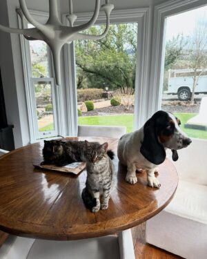 Skylar Grey Instagram - Found this in my drafts meant to post at Christmas but I’m bad at this lol…
Dear Santa these are for you. Now bring us lots of toys and treats because we’ve been nothing but perfect monsters this year. Love, Cowgirl, Nala, Ashley, Boogie, Jojo, Olive, Sterling, Holly and Elliott. ( Stears)