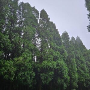 Sofia Cerveira Instagram - Viajar até São Miguel é mergulhar na natureza, onde o ar é puro e a brisa suave sussurra segredos da terra. E há sempre tanto para descobrir! Em cada curva do caminho, os pássaros cantam e as cores dançam sob a luz suave do sol. Parece que estamos num poema o tempo todo... porque é tudo uma beleza🌿🌿🌿 

Conseguimos viver a paz em cada respiração, a cada instante! E o melhor? Em família! Aqui, o tempo pára mesmo e conseguimos desfrutar de cada segundo ao máximo🙏

Desta vez, os meus lugares preferidos: Lagoa do Canário, Salto do Carneiro, Lagoa das Furnas, Parque Terra Nostra, Lagoa do Fogo, Pico das Camarinhas e Termas da Ferraria e todos os miradouros😍 A Lagoa das 7 Cidades é aquele clássico que nunca falha🏞

Muito obrigada @grandhotelacoresatlantico
por nos terem recebido tão bem e feito sentir em casa. Nos pequenos detalhes, nos sorrisos de toda a equipa, no serviço de excelência. Já cheios de saudades de todos❤️

Até (muito) breve!