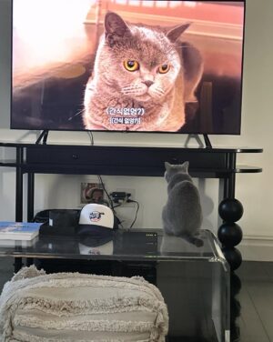 Son Tae-young Instagram - :
감기조심 하시구 따뜻한 주말 되세요♥️🐈‍⬛
