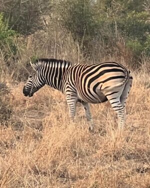 Sunita Marshall Instagram - What an amazing African safari it has been @krugernationalpark 
Couldn’t take clear pictures of the lions and leopards and missed seeing the rhinos 🦏 

@hassan.ahmedofficial