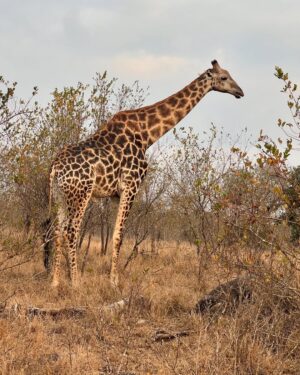 Sunita Marshall Instagram - What an amazing African safari it has been @krugernationalpark 
Couldn’t take clear pictures of the lions and leopards and missed seeing the rhinos 🦏 

@hassan.ahmedofficial
