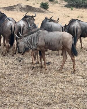 Sunita Marshall Instagram - What an amazing African safari it has been @krugernationalpark 
Couldn’t take clear pictures of the lions and leopards and missed seeing the rhinos 🦏 

@hassan.ahmedofficial