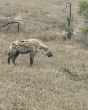 Sunita Marshall Instagram - What an amazing African safari it has been @krugernationalpark 
Couldn’t take clear pictures of the lions and leopards and missed seeing the rhinos 🦏 

@hassan.ahmedofficial