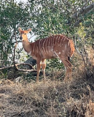 Sunita Marshall Instagram - What an amazing African safari it has been @krugernationalpark 
Couldn’t take clear pictures of the lions and leopards and missed seeing the rhinos 🦏 

@hassan.ahmedofficial