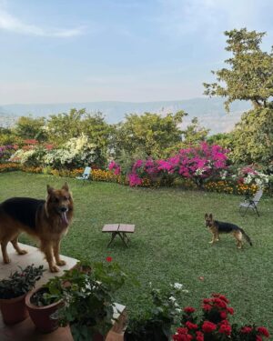 Tara Sharma Instagram - A v #happybirthday bestest 

#mum to us in the universe…we love you ❤️ #Mamma #Mummy Wishes for all good things forever great health joy safety love peace calm wealth happiness family time and lots of lovely farm jungle grandchildren and doggie time too touch wood😀🧿❤️🩷 youngest 78 year old I know 

I am sure all your Mums are the bestest to you hence my use of ‘us’ to acknowledge that. 

Mum, honestly you are my rock, my bff best friend, confidant and go to person and as most Mums, you are also the one I perhaps take most of my frustration out on, if ever upset, and for that and so much I am grateful and I apologise. As much as you always so graciously understand and as a Mum now I face this from our kids too, I am truly appreciative. 

The strongest, most adventurous and selfless person I know. So independent, practical, intelligent and filled with love. The Bestest Gaaga, aka Naani Granny to our kids.

Mum is English and came to India over 55 years ago overland, with a group of friends in Land Rovers, a story she has written and my sister had published, A 100 Days of Overland Travel. Full of adventure then, in between and now too. Farming and walking in her hills with our beautiful dogs is her joy as are her grandkids. Mum and Dad fell in love, married and she has lived here ever since. Going back to England to visit family but this is home. Grateful to live in the same building something that reassured Daddy when he was passing on. Mum and Dad’s love story is a movie waiting for us to make. Her story is. Their story. One day, we will. Mum is not on any social media and is fiercely private and self contained. Love of art, the museum, brilliant cook, so many lectures, keep her mind ticking and sharp. I have never known mum to complain, even when widowed way too young.

Too much to say about Mamma but I won’t ramble on. You all have mums I am sure you love, so just a reminder to say We Love You Mum. As as I mentioned we laugh, we fight, we love, but the bond of mum and children is so so special as is with kids and Dads too of course but that post for Daddy’s birthday haaha.

A few photos and text copy pasted from my last one haaha!

#mixedthatsus 

#staysafe