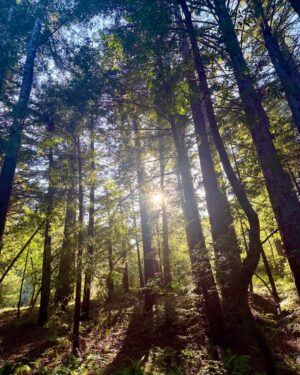 Tina Guo Instagram - 🍃 “Your purpose in life is to find your purpose and give your whole heart and soul to it”
― Buddha