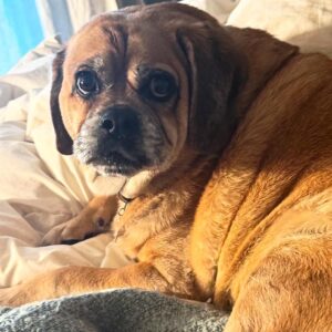 Tracie Thoms Instagram - You guys!! #BabyJameson is 12 years old today!!! It feels like he came home to live with me just yesterday! I just love him to bits… he makes everything better, and I’m so happy that I get to be his mom. Happy Birthday Jameson! Mommy loves you! You’re the best boy to us, and the best mascot for our whole community! Looking forward to many snuggles when I get home! ❤️❤️❤️❤️