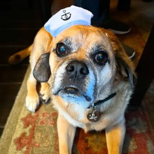 Tracie Thoms Instagram - You guys!! #BabyJameson is 12 years old today!!! It feels like he came home to live with me just yesterday! I just love him to bits… he makes everything better, and I’m so happy that I get to be his mom. Happy Birthday Jameson! Mommy loves you! You’re the best boy to us, and the best mascot for our whole community! Looking forward to many snuggles when I get home! ❤️❤️❤️❤️