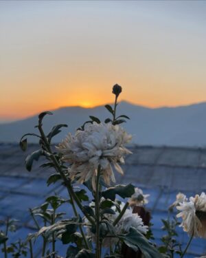 Triparna Dey Instagram - Random photo dump ! 🏔️