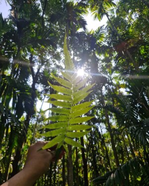 Vaishnavi Kalyankar Instagram - Mazha Gaav 💚 #kokan