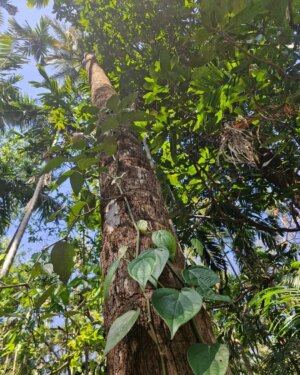 Vaishnavi Kalyankar Instagram - Mazha Gaav 💚 #kokan