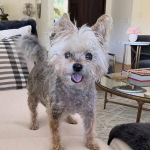 Chrishell Stause Instagram - Our beloved Gracie left us peacefully today. Thank you to anyone that was a friend to her and helped make her life here better. 
It’s impossible to post a fraction of the joy this angel brought me. 

Gracie was adopted from the @burbankanimalshelter and for the next week, if you tell them Gracie’s name, I will be covering all adoption fees. ♥️