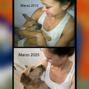 Clara Franco Instagram - Chiru. 🐾 
Le recuerdo con Zauli desde su primer pocito perju. Chiru el rescatista. Porque vino para rescatar corazones ese peyito.💫🫶🏼
Mi vidis @chiruzo_ El jagua’i paquete bonachón paticorti.
Dicen que cuando se va una mascota muy querida, es porque lo hace para protegernos de algo. 
@pabla.thomen mi amor hermosa: 
Tuviste la alegría que fue también nuestra, de tener ese ángel con patitas que cautivó a todos con sus aventuras. Chiruzo te inspiró tan lindo. Estuvo contigo hasta verle fuerte y valiente a tu hijita. Se quedó todo este tiempo para que ella lo recuerde, y vivir en nuestros corazones ♥️ 
Ha’e imusica pá 🤗
Hoy abrazo fuerte a mis jagua’is, y a tu familia en la distancia. Gracias por compartirnos a Chiru que ahora ya está correteando gordito espléndido con algún disfraz en el cielo de perritos 🐕 
Loviu partner de Chiru 🫂🥹