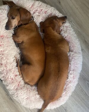 Constanza Piccoli Instagram - Gracias Kanito 💫 Eres y siempre serás mi hijo, te amo desde que te vi llegar, con tus patitas heridas y el corazón roto, logramos que olvidaras esos 10 años de sufrimiento y maltrato, logramos que conocieras el amor, los cariños, la comida rica y el polar🥹viniste a cambiar la vida de mi hermana, fueron 5 años de amor intenso y desinteresado. 
Mi Bambo te extrañará mucho, pero sé que lo estarás cuidando desde el cielo de los peyos. 
Te amo para siempre mi keno 🐶💫
