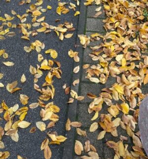 Garima Panta Instagram - Fall Fell 🍂