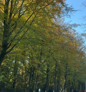 Garima Panta Instagram - Fall Fell 🍂