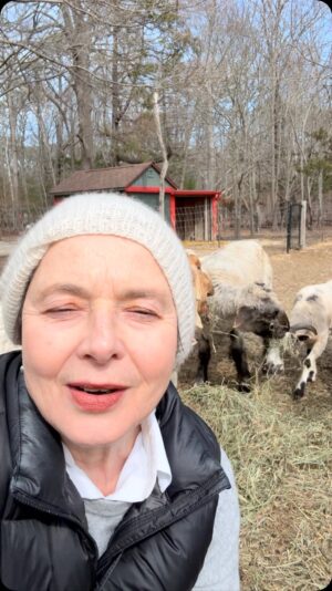 Isabella Rossellini Instagram - At @mamafarm we have  4 different breeds of sheep , all heritage breeds @livestockconservancy .each breed produces  different kind of wool. Now that it is spring  and days are warmer we sheared them .Their fleece sent to @battenkillfibers to be cleaned and spun and then with  @mimiprober we are creating blankets , ponchos and carpets