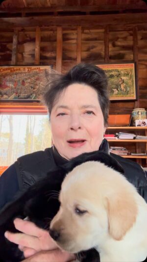 Isabella Rossellini Instagram - @guidedogfoundation is looking for volunteers to raise these puppies who will become service dogs. I raised several of them with my children and I am waiting for my grandchildren to be a bit older to do the same. It is always a bit sad to separate from the dogs once they graduate but you’ll become part of a community and the separation is not as drastic as you might imagined. I volunteered for this foundation for over 20 years and it has been a joyful and touching experience @mamafarm