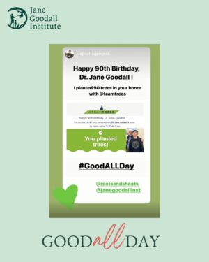 Jane Goodall Instagram - Dr. Jane Goodall’s 91st birthday is on April 3rd! Join us for the countdown to the big day as we put the spotlight on Jane’s legacy in motion. 
 
Dr. Goodall’s journey is a testament to the power of curiosity, perseverance, and hope. From her start as a little girl who dreamed of Africa to becoming a world renowned conservationist, her story is one of transformation—not just for herself, but for all of us. 
 
Starting tomorrow, we’ll be celebrating the Eras of Jane—the defining moments of her life and how they continue to shape the world through her activism and the work of the Jane Goodall Institute today. 
 
Then, on April 3rd, join our global celebration of Jane's birthday by performing acts of goodness, big or small, and sharing them with the world using #GoodAllDay. Together, let's create a ripple effect of kindness that echoes Jane's inspiring work around the globe! 🌟
 
💚 Whether it's planting a tree, lending a helping hand, or simply spreading smiles, every act counts. Let's honor Jane on her 91st birthday by supporting her ongoing mission of kindness and hope. 🌿 Swipe to see some of the projects from last year!
 
Tap the link in our bio to learn more about #GoodAllDay! 
OR Head to https://news.janegoodall.org/2025/03/25/join-the-goodallday-movement/ to learn more about #GoodAllDay! 
 
📸 Ophir Sarusi
 
Projects:
@justinsfrogproject who planted 90 trees for the occasion
@RootsAndShoots Youth Council member Serena celebrated by raising food donations for the Greater Boston area
@miss.emerson.rose who put together birthday kits for local kids in need
@eckerdreducesingleuse Eckerd College's Reducing Single Use Team who ran a campus-cleanup as well as collecting marine debris along their local coastline
. 
. 
. 
#JaneGoodall #JaneGoodallInstitute #GoodallDay #JGI #Birthday #Nonagenarian #YouthEmpowerment #Volunteer #HopeInAction #AprilBirthdays #Community