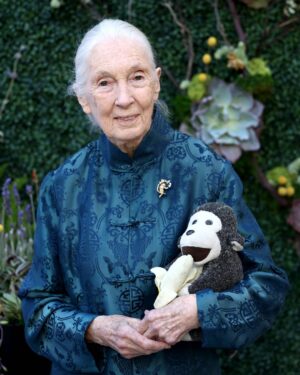 Jane Goodall Instagram - ✨ A night to remember! ✨

This week, Dr. Jane Goodall was honored with the Lifetime Achievement Award at the Sierra Club Trail Blazers Ball, recognizing her steadfast dedication to conservation and advocacy. To make the evening even more special, Chris Martin (@coldplay) serenaded Jane for her 91st birthday! 🎶🎂💚

She was honored alongside other incredible leaders working to create a better future for our planet. A huge thank you to sierraclub for this meaningful recognition and for bringing together so many passionate changemakers. 🌍✨

📸 Getty Images for Sierra Club
.
.
.
#JaneGoodall #JaneGoodallInstitute #JGI #Hope #HopeInAction #SierraClub #Conservation #Trailblazer #LifeTimeAchievementAward #TrailBlazersBall