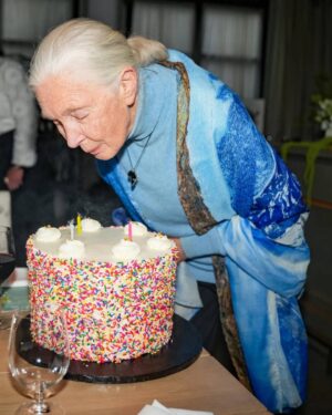 Jane Goodall Instagram - 🎉 Happy 91st Birthday to the incomparable Dr. Jane Goodall! 

Today, we celebrate Dr. Jane Goodall—the scientist who redefined what it means to be human, the activist who speaks out on behalf of our planet and all animals who call it home, and the conservation icon who inspired a global movement of positive change. 

Even before Jane blows out her candles, we have a pretty good guess at what Jane is wishing for: 

🌍 A healthier planet. 
🕊 Peace for the world. 
🐵 A future where animals are safe and wild. 

The best part? You can help make her wish come true. Every action—big or small—makes a difference. Take part in Jane’s conservation story and join us in celebrating Jane’s 91st by taking a positive action for #GoodallDay. 

✨ What will you do today to make the world a little better? Let us know in the comments! 

More info about #GoodAllDay in our LINK IN BIO or https://news.janegoodall.org/2025/03/25/join-the-goodallday-movement/

📸 Miguel McSongwe/BFA.com, Daniela Matejschek, Katherine Holland, Ben Liew

.
.
.
#JaneGoodall #JaneGoodallInstitute #JGI #GoodallDay #DrJaneGoodall #WildlifeConservation #CommunityLedConservation #Chimpanzees #HopeInAction #Conservation #ClimateAction #YouthEmpowerment