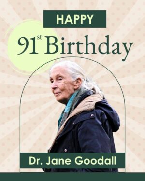 Jane Goodall Instagram - 🎉 Happy 91st Birthday to the incomparable Dr. Jane Goodall! 

Today, we celebrate Dr. Jane Goodall—the scientist who redefined what it means to be human, the activist who speaks out on behalf of our planet and all animals who call it home, and the conservation icon who inspired a global movement of positive change. 

Even before Jane blows out her candles, we have a pretty good guess at what Jane is wishing for: 

🌍 A healthier planet. 
🕊 Peace for the world. 
🐵 A future where animals are safe and wild. 

The best part? You can help make her wish come true. Every action—big or small—makes a difference. Take part in Jane’s conservation story and join us in celebrating Jane’s 91st by taking a positive action for #GoodallDay. 

✨ What will you do today to make the world a little better? Let us know in the comments! 

More info about #GoodAllDay in our LINK IN BIO or https://news.janegoodall.org/2025/03/25/join-the-goodallday-movement/

📸 Miguel McSongwe/BFA.com, Daniela Matejschek, Katherine Holland, Ben Liew

.
.
.
#JaneGoodall #JaneGoodallInstitute #JGI #GoodallDay #DrJaneGoodall #WildlifeConservation #CommunityLedConservation #Chimpanzees #HopeInAction #Conservation #ClimateAction #YouthEmpowerment