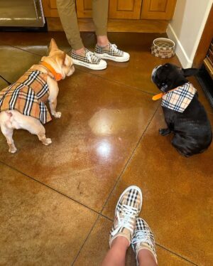 Josetty Hurtado Instagram - My little family 🤎 Palm Springs for the weekend 🏜️ 

#burberry #palmsprings #frenchbulldog #frenchiesofinstagram #frenchie #labubu #california #family