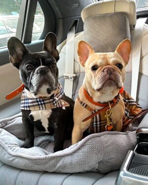 Josetty Hurtado Instagram - My little family 🤎 Palm Springs for the weekend 🏜️ 

#burberry #palmsprings #frenchbulldog #frenchiesofinstagram #frenchie #labubu #california #family