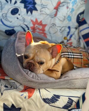 Josetty Hurtado Instagram - My little family 🤎 Palm Springs for the weekend 🏜️ 

#burberry #palmsprings #frenchbulldog #frenchiesofinstagram #frenchie #labubu #california #family
