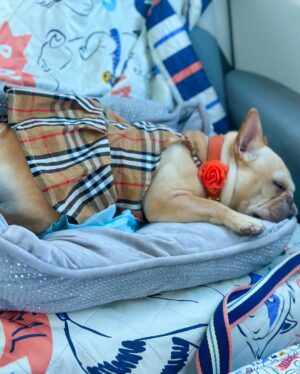 Josetty Hurtado Instagram - My little family 🤎 Palm Springs for the weekend 🏜️ 

#burberry #palmsprings #frenchbulldog #frenchiesofinstagram #frenchie #labubu #california #family