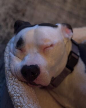 Kaitlin Olson Instagram - It’s #nationalpuppyday ! In honor of Frankie Heart-nose, we decided to foster his dad. 🖤 He beat distemper and needed a quiet place to recover…he was getting really sad in isolation. He’s only a puppy himself! Sweet, calm, loyal baby, about 2 years old. Great with everyone. Contact adoptla@bestfriends.org to inquire about this special guy. (Or countless other cuties!) They call him “Stinson.” We’re still deciding between Beef and Goose. Moose isn’t ready to rhyme with anyone, but feel free to weigh in. @bfas_la