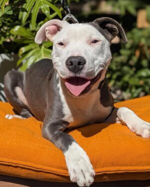 Kaitlin Olson Instagram - He fought so hard. This morning he ate some delicious M&Ms and then went to sleep forever on my shoulder. I can’t thank @bfas_la and @asecla enough for taking such incredible care of Frankie. You did absolutely everything you could. So did he. ♥️