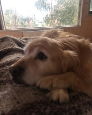 Katherine Salosny Instagram - Sol de mi vida gracias por esta parte de mi historia ..11años juntas mi tremenda compañera junto con mi Rusito..tu ausencia será triste para nosotros pero estarás siempre presente recordando todas tus locuras..mi sonrisa eterna gracias a ti..te amamos mamita hermosa ❤️vuela y nada siempre en Tunquen!!
