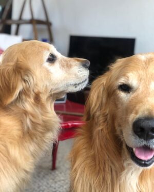 Katherine Salosny Instagram - Sol de mi vida gracias por esta parte de mi historia ..11años juntas mi tremenda compañera junto con mi Rusito..tu ausencia será triste para nosotros pero estarás siempre presente recordando todas tus locuras..mi sonrisa eterna gracias a ti..te amamos mamita hermosa ❤️vuela y nada siempre en Tunquen!!